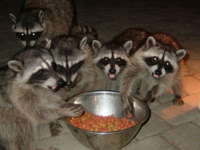 The Super Raccoon Club Image